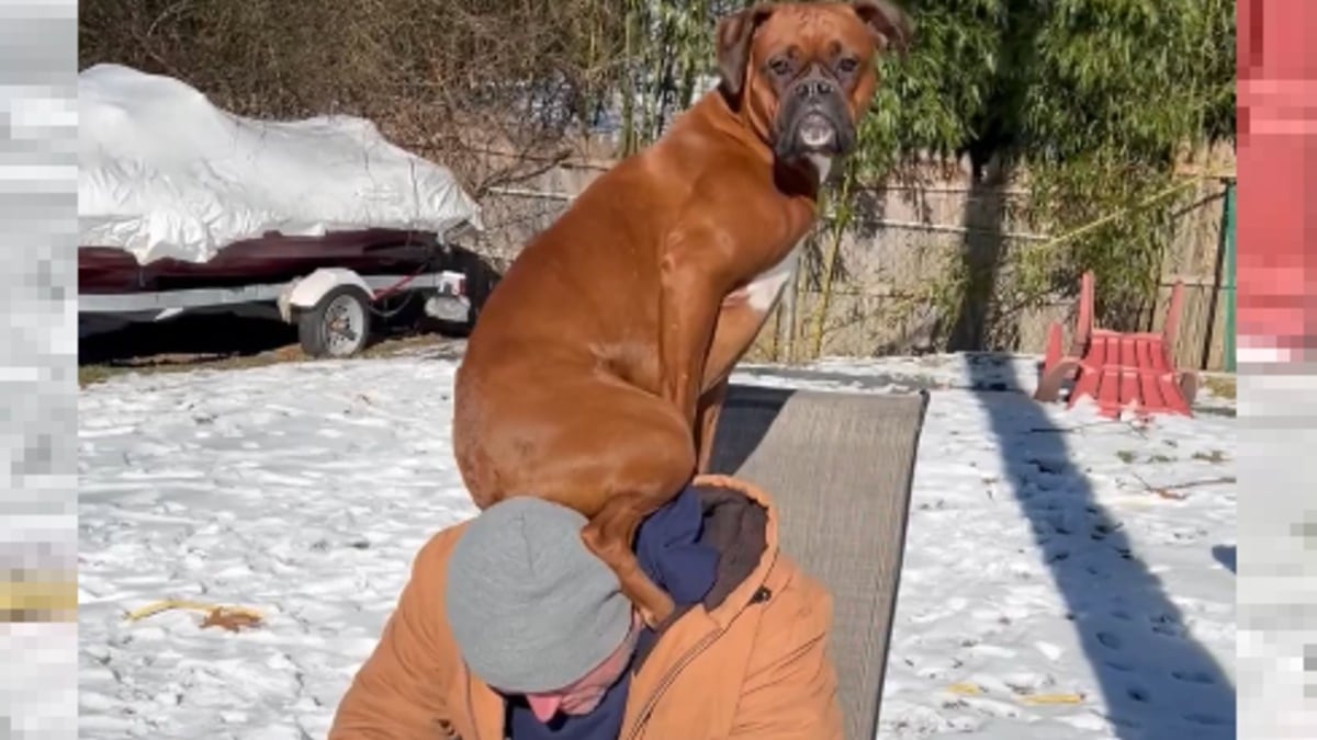 Illustration : "Ce Boxer a pris l'habitude de se poser sur les épaules de son maître afin d'adresser un message précis aux autres chiens de la famille"