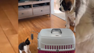 Illustration : L'accueil touchant d'un Saint Bernard doux et patient envers le chaton adopté par ses humains (vidéo)