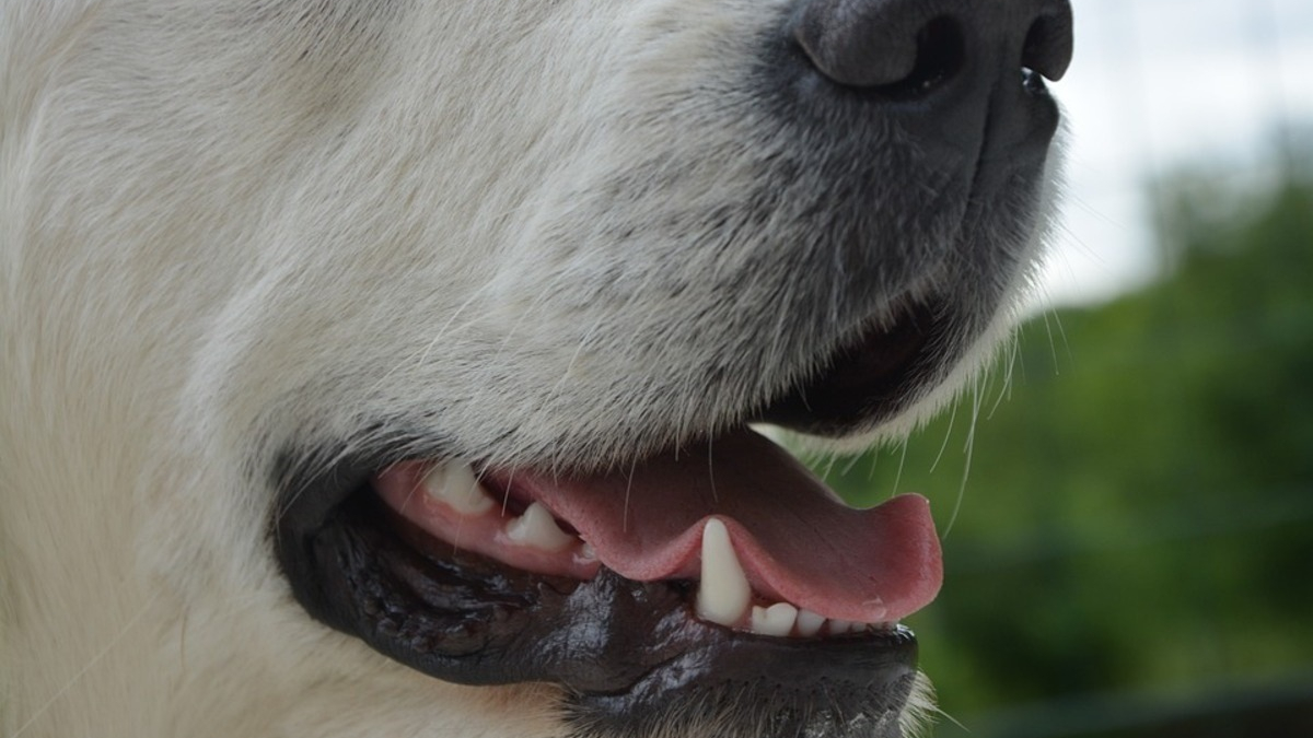 Illustration : "Comment un simple bâtonnet peut transformer l'hygiène dentaire de votre chien ? "