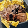 Illustration : Alert&eacute;e sur les d&eacute;rives d'un &eacute;levage clandestin, une association ne s'attendait pas &agrave; devoir prendre en charge autant de chats en m&ecirc;me temps