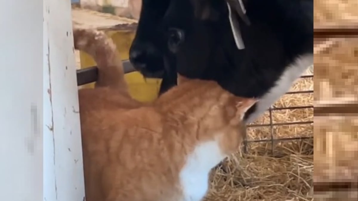 Illustration : "Les meilleurs amis de ce chat de ferme sont des veaux et leur relation est vraiment spéciale (vidéo)"