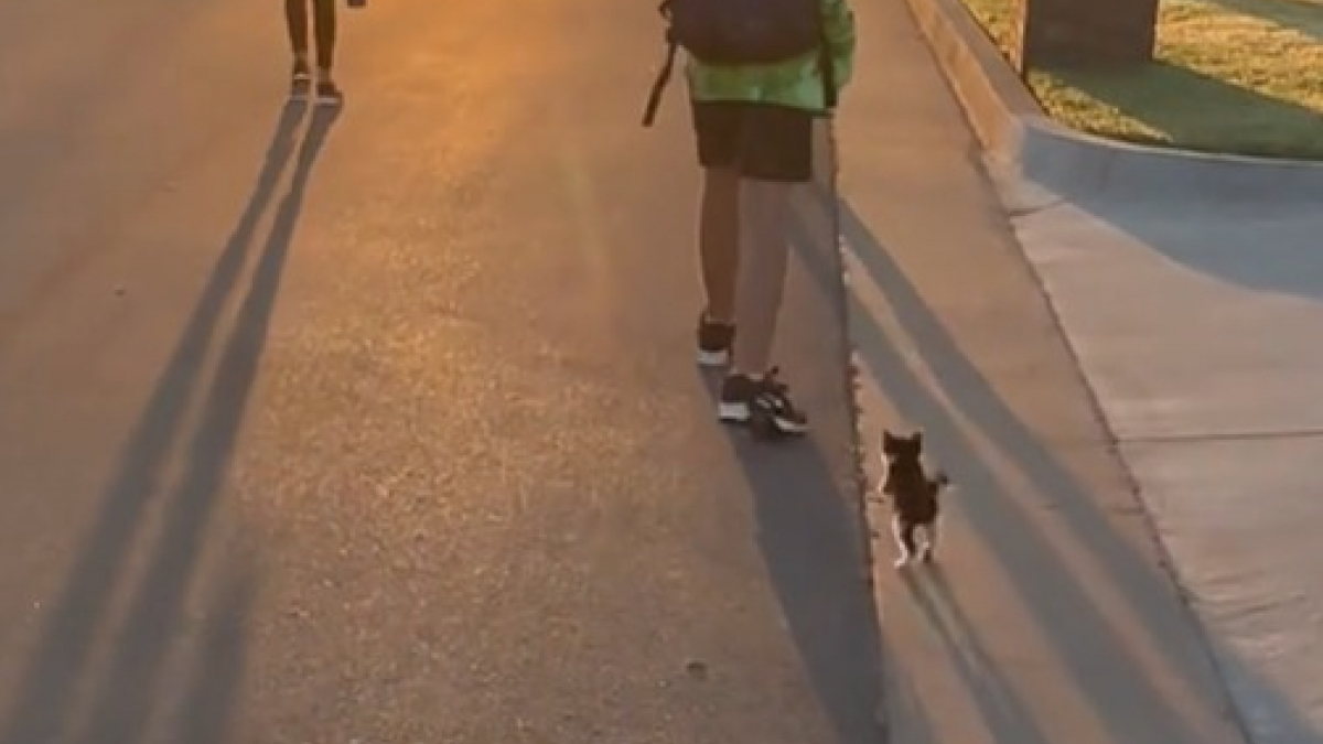 Illustration : "Chaque jour, un chaton accompagne ses sœurs et son frère humains à leur arrêt de bus"