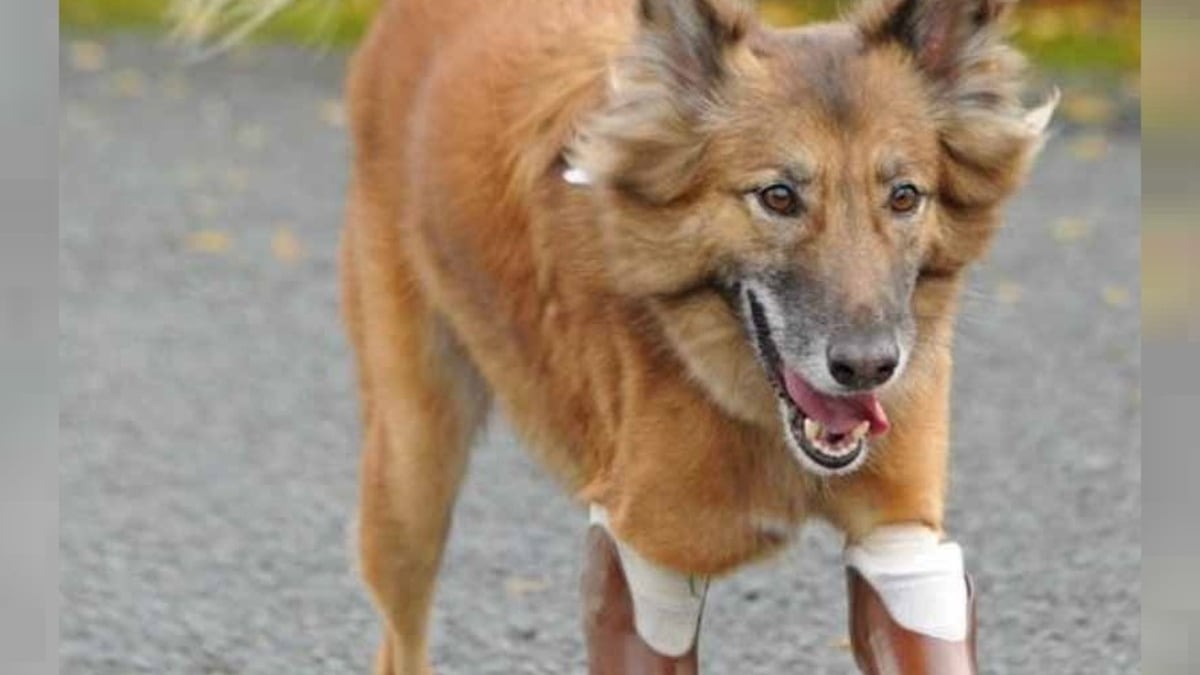 Illustration : "6 ans après, qu'est devenue la vie de ce chien amputé et recueilli par une dame qui a tout fait pour lui offrir des prothèses ?"