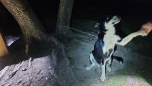 Illustration : Cette chienne est aux anges plus d'un mois après avoir été découverte attachée à un arbre avec ses 7 chiots