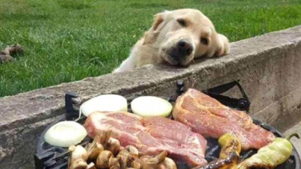 Illustration : 18 photos qui prouvent bien que les chiens sont les les plus gourmands de la planète