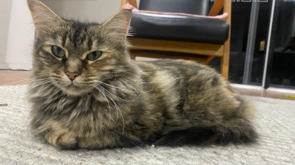 Illustration : Une chatte malheureuse au refuge vit un épanouissement total après son arrivée dans une famille d'accueil