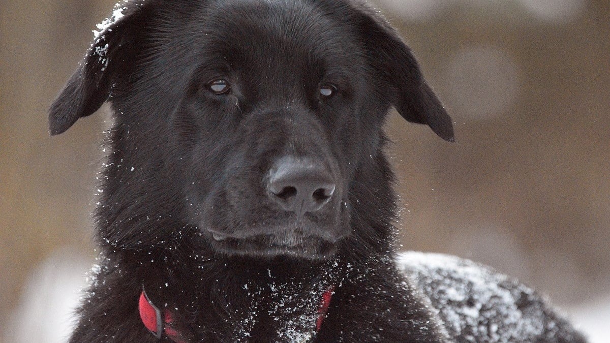 Illustration : "Une chienne perdue et piégée par la neige implique une course contre-la-montre pendant des jours et révèle la force de la solidarité canine"