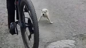 Illustration : Un chiot surgit de nulle part et se met à suivre une cycliste qui finit par s'arrêter