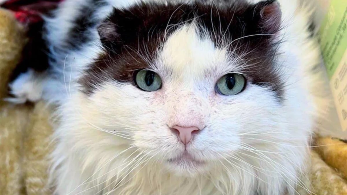 Illustration : "Après des années d'errance, ce chat est devenu le plus heureux alors qu'il n'était plus capable d'affronter les dangers de la rue et de la météo"