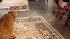 Illustration : Une chatte séniore rongée par la solitude persuade ses maîtres de prendre une décision capitale pour tenter de lui redonner de la joie (video)