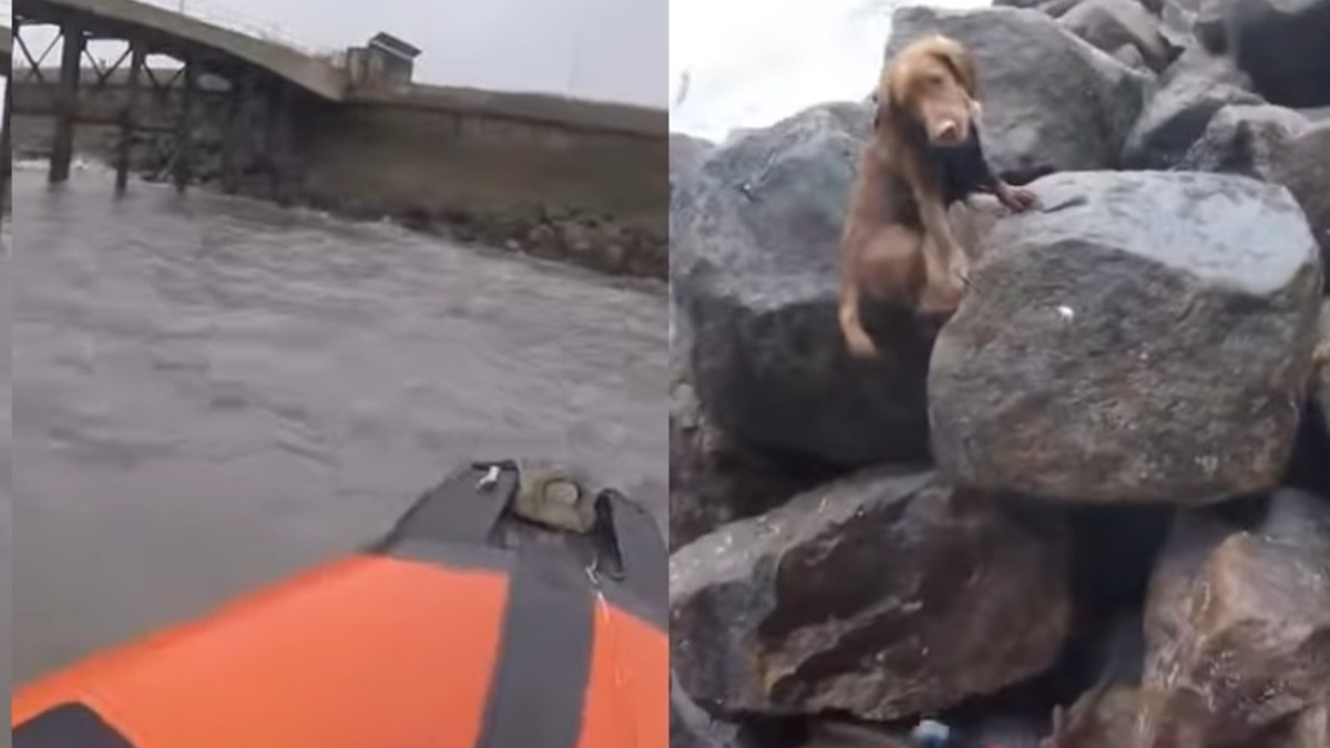 Illustration : "La promenade d'un chien prend une tournure imprévue après sa chute depuis une digue et l'intervention des secours par une mer agitée (vidéo)"