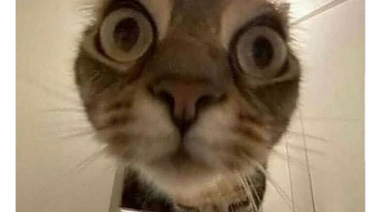 Illustration : 18 photos de chats aussi émouvantes que drôles 