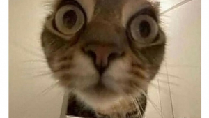 Illustration : "18 photos de chats aussi émouvantes que drôles "