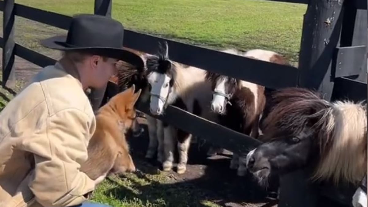 Illustration : "Soucieux de répondre à une mission essentielle, cet homme n'abdique pas face à la confusion de son chiot lors de sa première rencontre avec des chevaux (vidéo)"