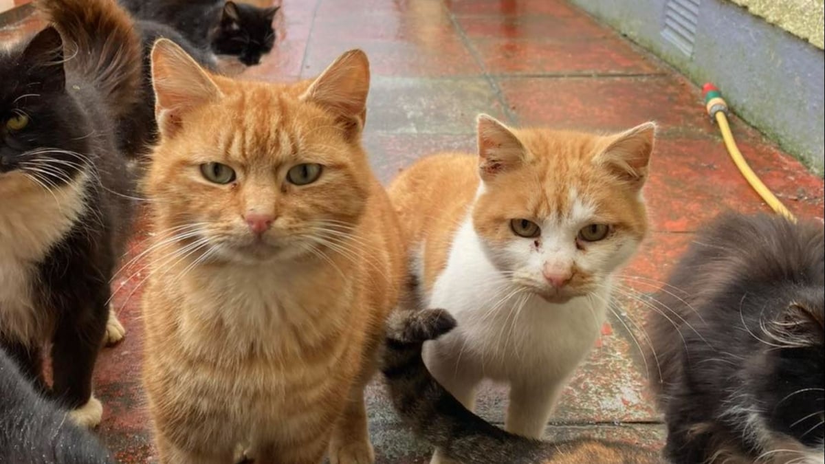 Illustration : "Menaçant la faune locale d’une île, une colonie de chats errants devenue incontrôlable doit être évacuée de toute urgence par une association de sauvetage"