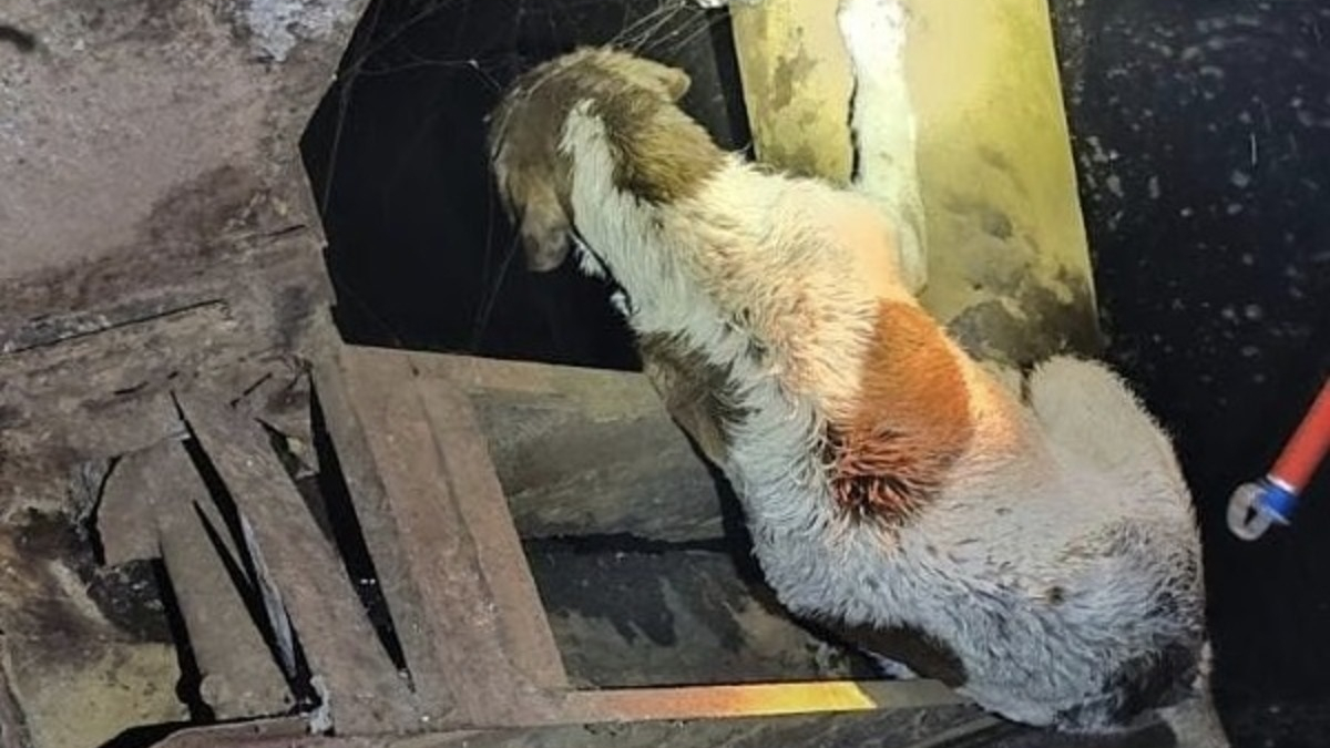 Illustration : "Une chienne tombée dans un ancien silo à grains et n'ayant plus la force d'appeler au secours retrouve l'espoir au bout de 3 jours"
