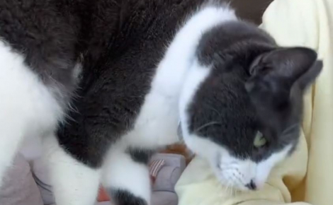Ne supportant pas de voir sa maîtresse en larmes, ce chat exprime son inquiétude à sa façon (vidéo)