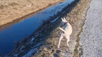 Illustration : L'instant tendre où un chien en promenade repère un ami identique et décide de faire la course avec lui (vidéo)