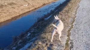 Illustration : L'instant tendre où un chien en promenade repère un ami identique et décide de faire la course avec lui (vidéo)