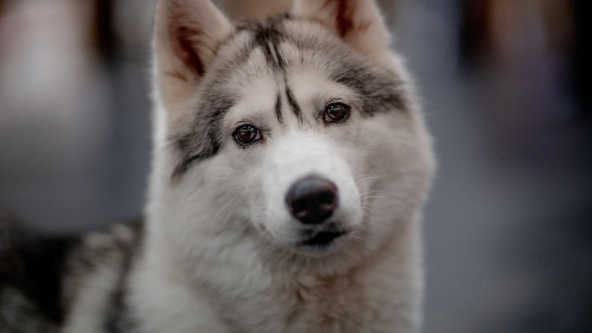 Illustration : "Les comportements étranges que peuvent avoir votre chien et leurs significations"