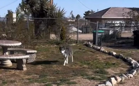 Un fermier pense tomber nez à nez avec un loup, décide de lui venir en aide et se fait un nouvel ami pour la vie (vidéo)