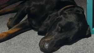 Illustration : En lice pour un concours canin, une chienne d'exposition disparaît de l'hôtel et déclenche d'intenses recherches incluant un drone