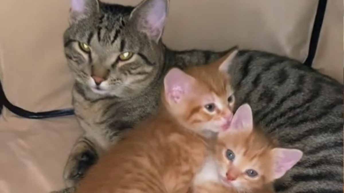 Illustration : "Pour soulager leur maman malade, un papa chat se surpasse pour ses chatons nouveau-nés (vidéo)"