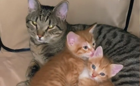 Pour soulager leur maman malade, un papa chat se surpasse pour ses chatons nouveau-nés (vidéo)