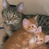 Illustration : Pour soulager leur maman malade, un papa chat se surpasse pour ses chatons nouveau-nés (vidéo)