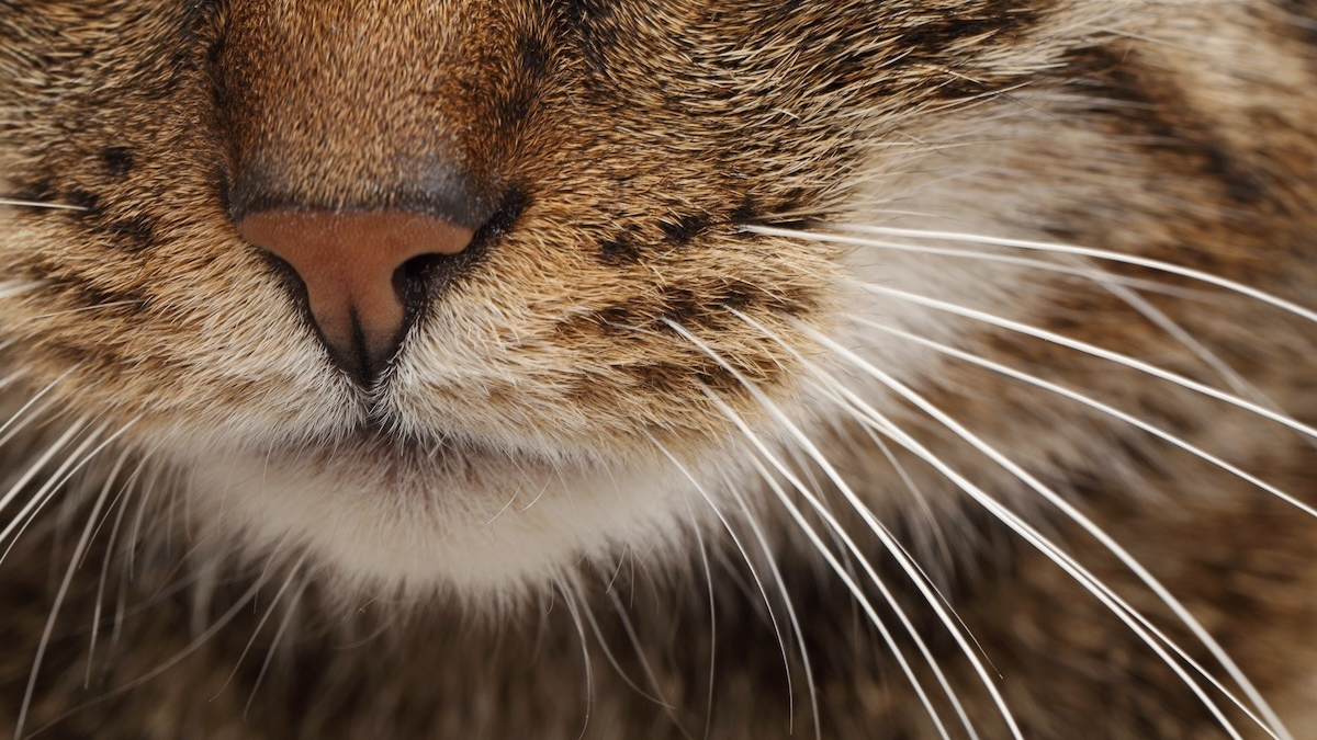 Illustration : "10 infos essentielles à savoir sur les moustaches de votre chat"