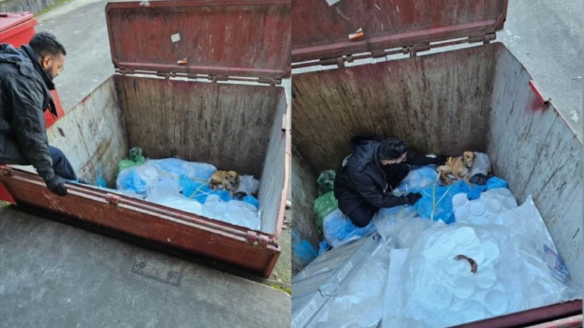Illustration : "Ils découvrent un chien dans une benne à ordures et apprennent qu'il s'est échappé 6 mois plus tôt"