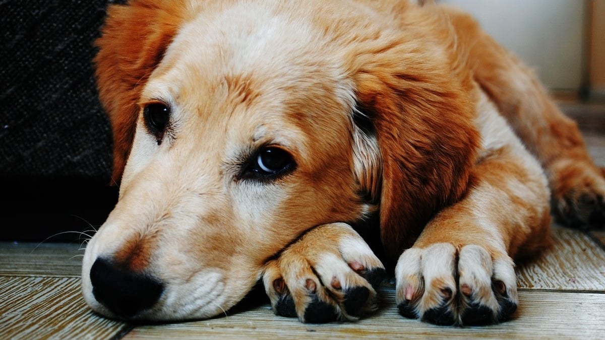 Illustration : "Ces signaux qui doivent vous alerter sur un besoin d'amour et une éventuelle dépression de votre chien"