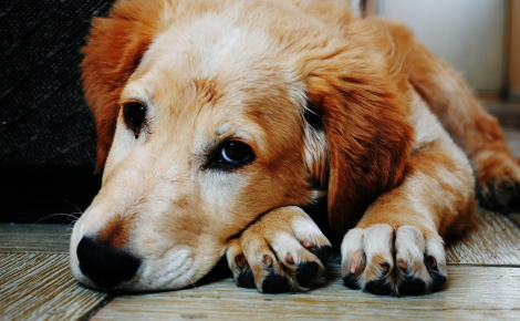 Ces signaux qui doivent vous alerter sur un besoin d'amour et une éventuelle dépression de votre chien