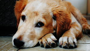 Illustration : Ces signaux qui doivent vous alerter sur un besoin d'amour et une éventuelle dépression de votre chien
