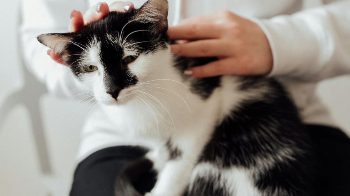 Illustration : "Les endroits du corps où votre chat adore recevoir des caresses"