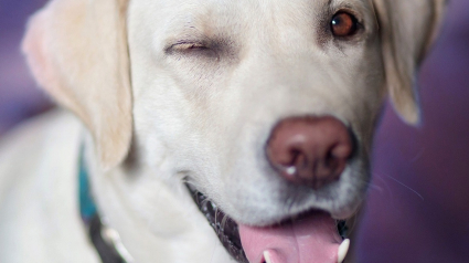 Illustration : Les raisons pour lesquelles votre chien cligne des yeux ou les plisse