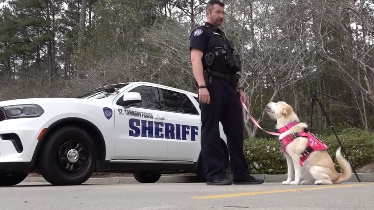 Illustration : "Après avoir été retrouvée dans un sac poubelle, cette chienne croisée Husky se voit confier une mission spéciale au sein de la police"