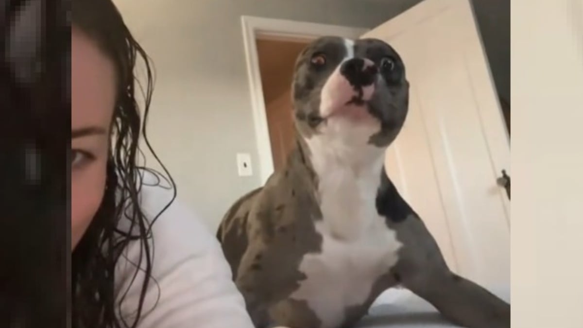 Illustration : "La joie contagieuse d'une chienne adoptée au refuge et réalisant enfin qu'elle est chez elle après des mois d'adaptation (vidéo)"
