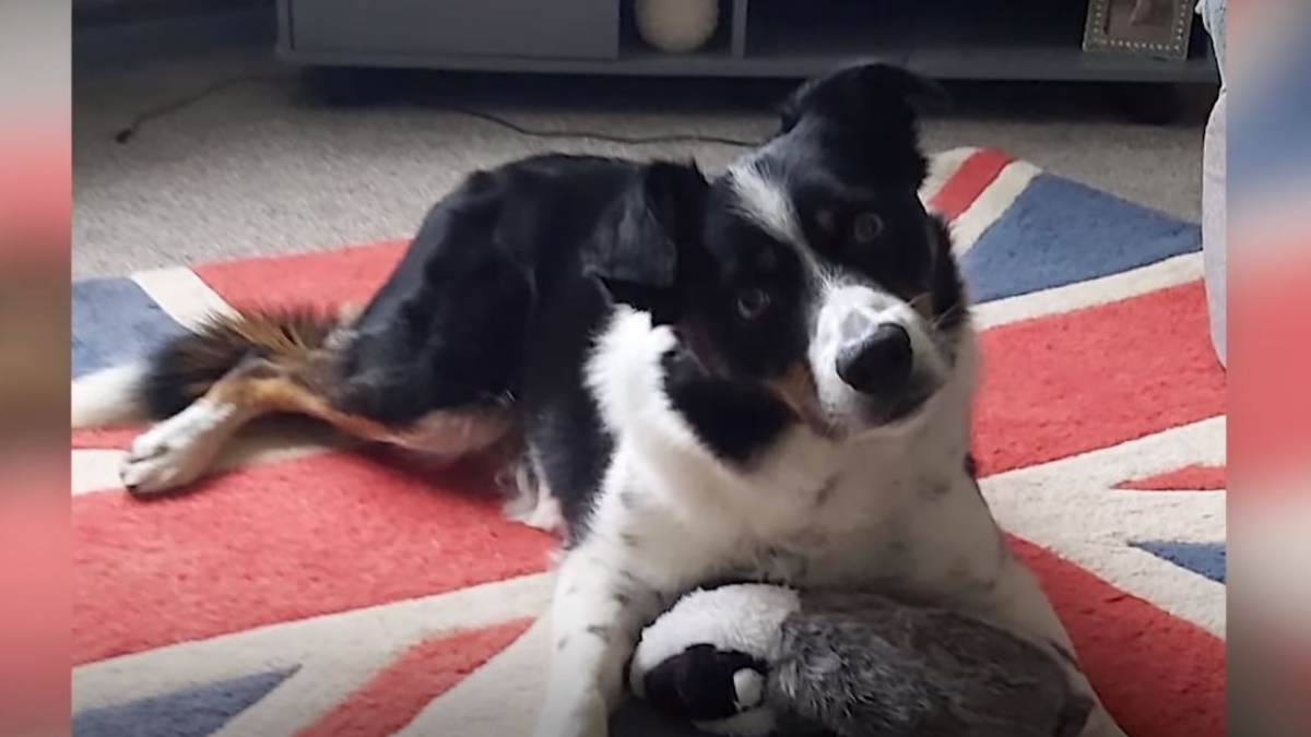 Illustration : "Ce Border Collie particulièrement intelligent, a développé un don qui fait la fierté de son maître (vidéo)"