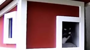 Illustration : Il construit un abri confortable pour un chat errant sans se douter du succès que ce havre de paix allait avoir