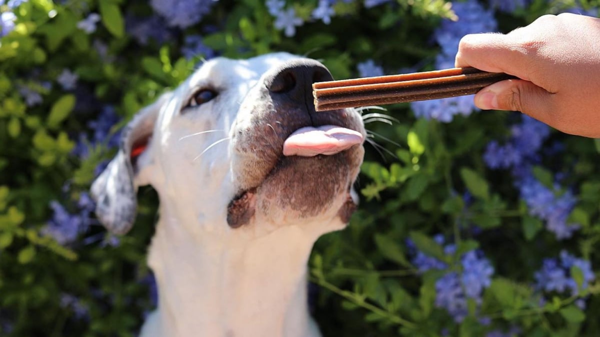 Illustration : "Journée mondiale de la sante bucco-dentaire : quelles sont les solutions pour offrir une haleine fraîche et des dents saines à votre chien ?"