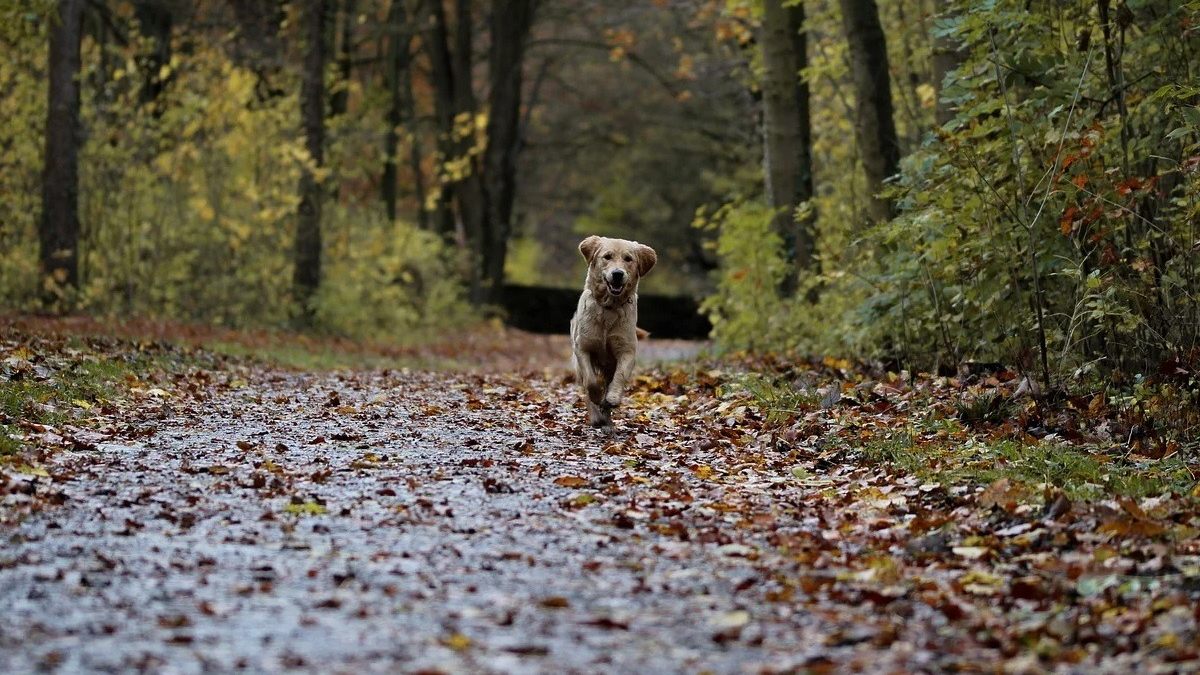 Illustration : "Un chien affolé interpelle un automobiliste et l'emmène en forêt où une vie attendait d'être sauvée"