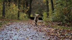 Illustration : Un chien affolé interpelle un automobiliste et l'emmène en forêt où une vie attendait d'être sauvée
