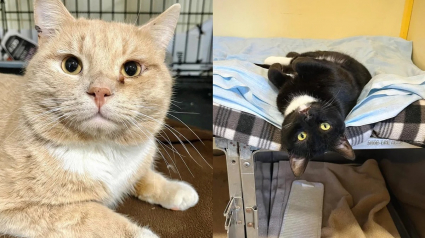 Illustration : Venant d'adopter un chat de refuge, ils apprennent que son ami attendait sa chance depuis 8 mois et songent à la lui offrir