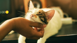 Illustration : « 44 % des pet-parents ayant vécu dans leur jeunesse avec un animal de compagnie ne conçoivent pas leur vie sans un petit compagnon »
