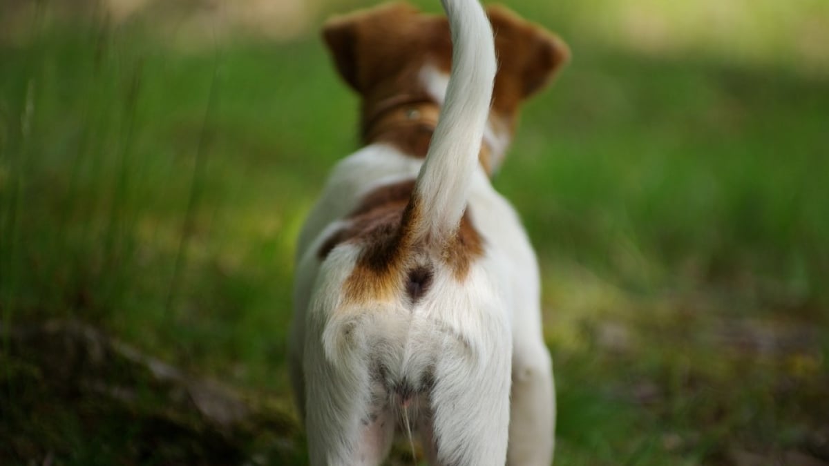 Illustration : "7 raisons qui expliquent pourquoi un chien remue la queue "