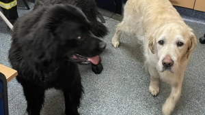 Illustration : Le lien fort entre 2 chiens en fugue mène à une opération de sauvetage émouvante dans un port