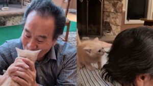 Illustration : La démarche touchante d'un homme déterminé à conquérir le cœur d'un chaton par un étonnant rituel vestimentaire (vidéo)