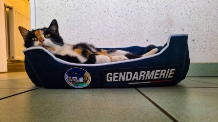 Illustration : En quête d'un foyer pour la chatte blessée qu'ils ont recueillie, les gendarmes réalisent qu'ils n'avaient pas à chercher bien loin