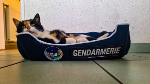 Illustration : En quête d'un foyer pour la chatte blessée qu'ils ont recueillie, les gendarmes réalisent qu'ils n'avaient pas à chercher bien loin